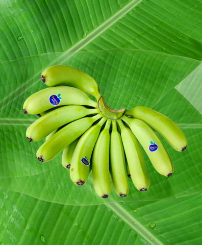 best banana